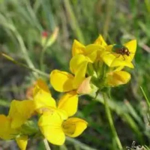 Toro csávázatlan oltott