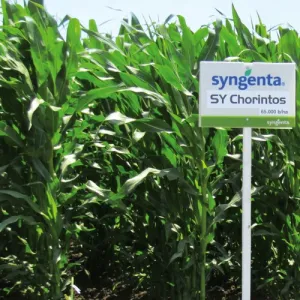 SY Chorintos Elevation Plus csávázott+rovarölő+stimulátor