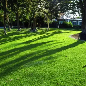 Árnyéktűrő Savaria csávázatlan