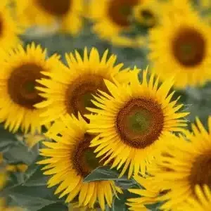 RGT Vallencia CLP csávázott