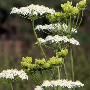 Ánizs-Pimpinella anisum csávázatlan
