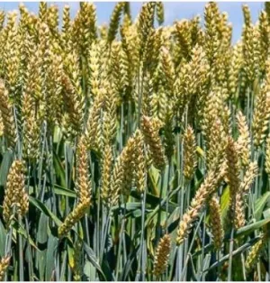 IS Rubicon csávázott II. fok