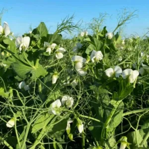 Jumper csávázatlan II. fok