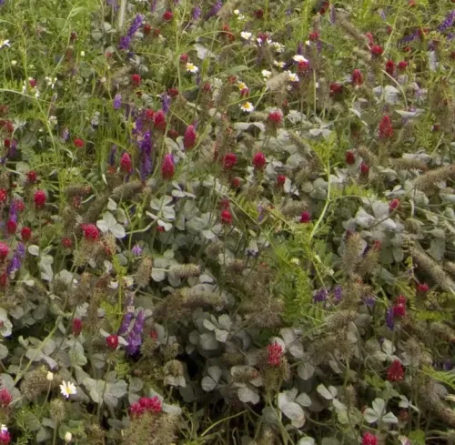 Pillangós MIX 06. évelő csávázatlan