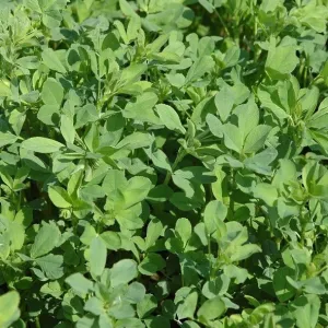 Ileana csávázatlan oltott II. fok