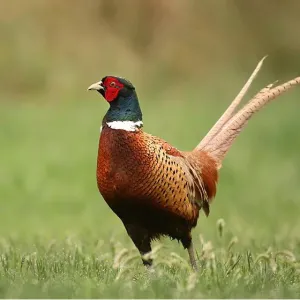 Apróvadas 3. évelő csávázatlan