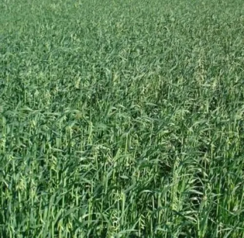 Luxurial BIO csávázatlan BIO I. fok