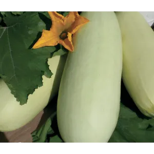 Indátlan fehér csávázatlan standard konstans fajta