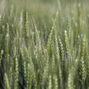 SY Passion csávázott II. fok