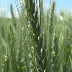 Montecarlo csávázott II. fok