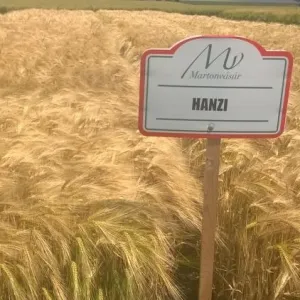 Hanzi csávázott II. fok