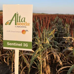 Sentinel IG csávázott