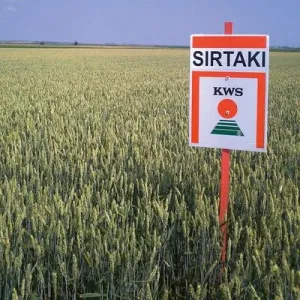 KWS Sirtaki csávázott II. fok