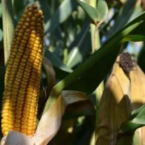 RGT Ixabel csávázott