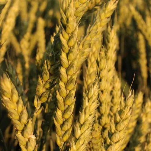 SU Genius csávázott+stimulátor I. fok