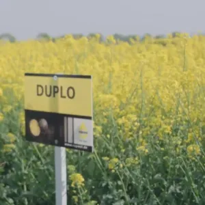 Duplo Rapool Seed Power Premium Plus csávázott+rovarölő +stimulátor