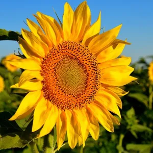 LG 50.550 CLP csávázott