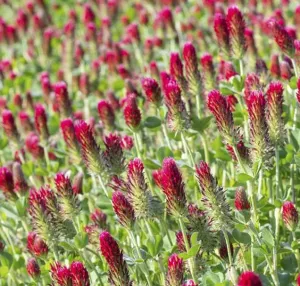 Heusers Ostsaat csávázatlan