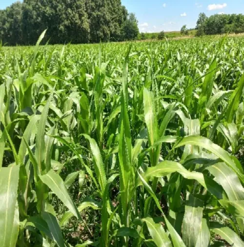 Asolo BIS keverék BMR csávázatlan