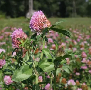 Pillangós MIX 08. évelő csávázatlan