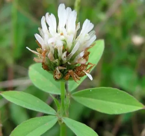 Marmilla csávázatlan