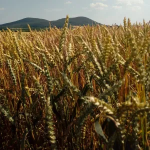 Jegenye csávázott II. fok