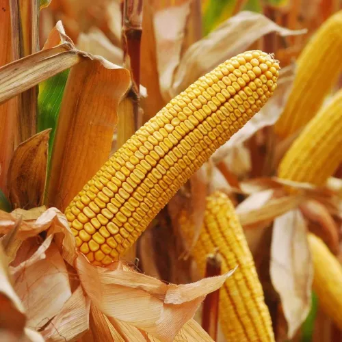 P9731 LumiGEN Standard csávázott+stimulátor