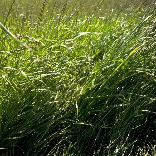 Medoacus tetraploid csávázatlan