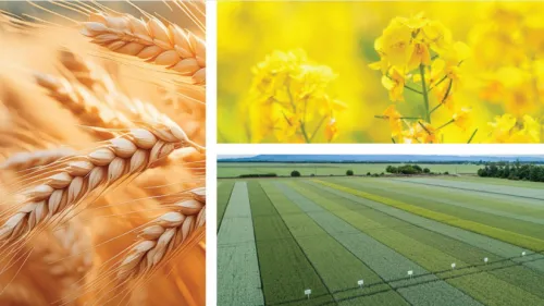 Hogyan válasszuk ki a legjobb fajtákat a sikeres termeléshez?