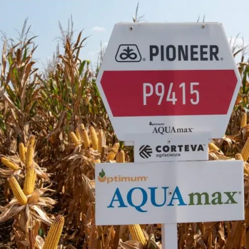 P9415 AQ csávázatlan