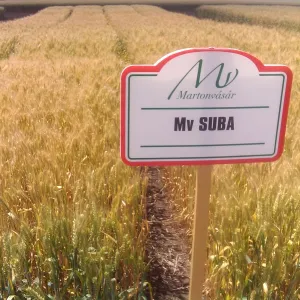 MV Suba csávázott II. fok