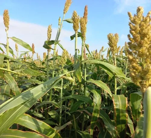 Big Texan BMR csávázatlan