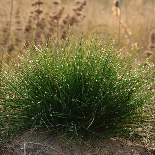 Bornito csávázatlan