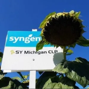 SY Michigan CLP Elevation csávázott+stimulátor