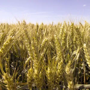 RGT Palmeo csávázott II. fok