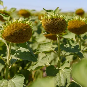 KWS Ademes SU csávázott