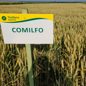 Comilfo csávázatlan I. fok