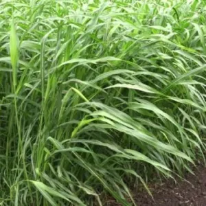 Manila csávázatlan