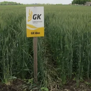 GK Idus csávázott II. fok