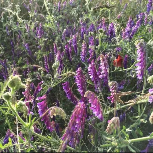 Pigasos tavasz csávázatlan I. fok
