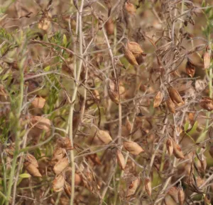 Lencse zöld csávázatlan kereskedelmi