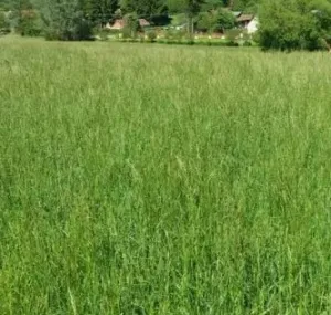 Zöldugar 42. csávázatlan