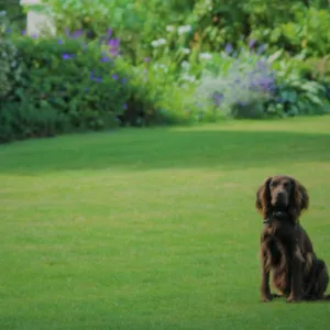 Mediterrán Szárazságtűrő csávázatlan