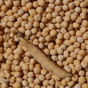 Salamanca csávázatlan II. fok