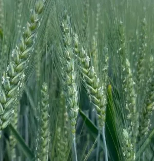 SU Hystoric csávázott hibrid