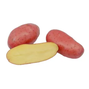 Margarita holland csávázott A 35-55 mm