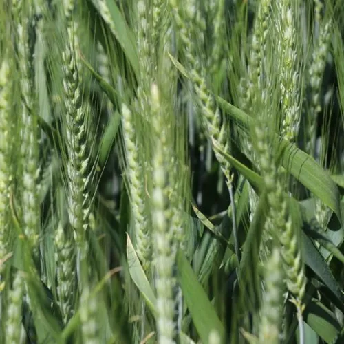 SU Hycardi csávázott+stimulátor hibrid