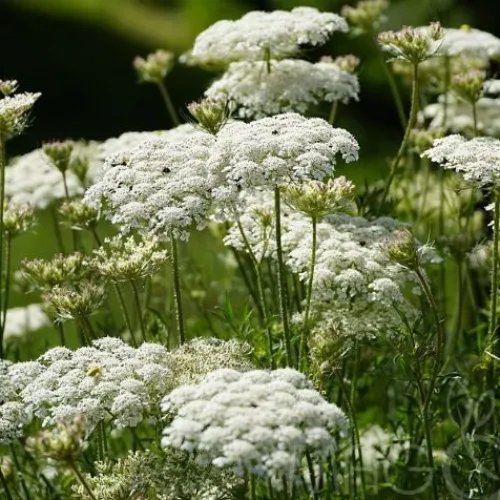 Vadmurok-Daucus carota csávázatlan
