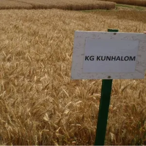 KG Kunhalom csávázott II. fok