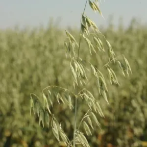 MV Szellő csávázott II. fok
